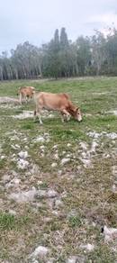 lembu jantan 