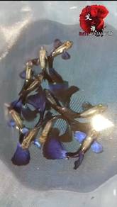 black blue dragon guppy