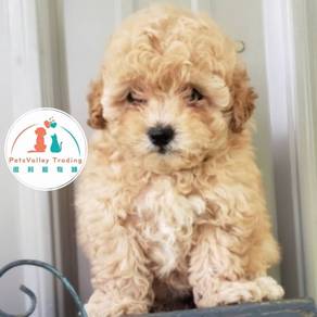 Poodle Toy