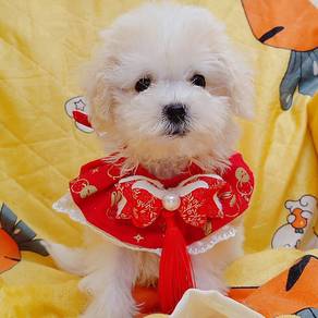 Bichon