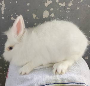arnab Lionhead