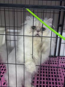 Munchkin Minuet Silver Long Hair BSH