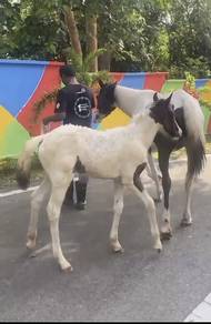 Anak Kuda Tampok