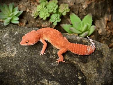 Leopard Gecko + Enclosure