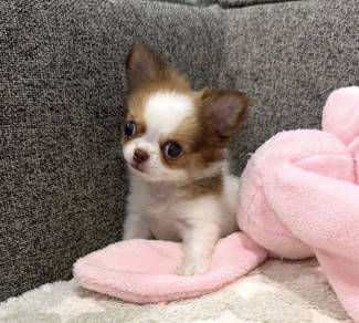 CHIHUAHUA PUPPIES 273 🌷Head Apple Cute Dog