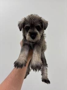 schnauzer Male 2