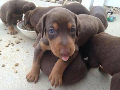 D5000 Doberman euro line #MKA cert