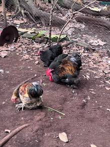 Ayam Pekin Bantam / Cochin Bantam