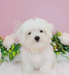 Maltese