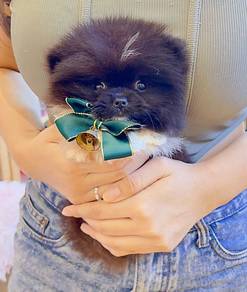 Pomeranian