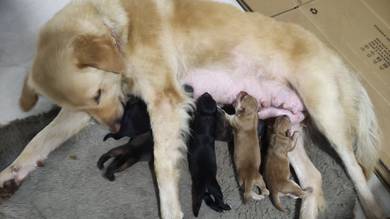 Golden puppies mix