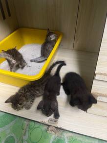 anak kucing comel untuk diberikan sahaja