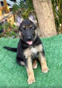 GERMAN SHEPHERD PUPPIES F116 🐻Rehome Male/Female