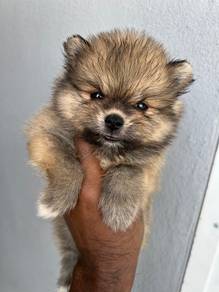 Mini pomeranian