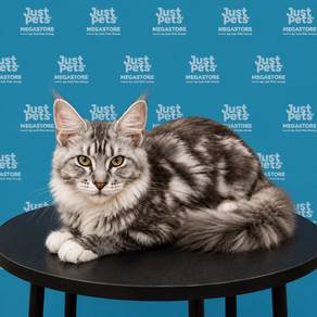 Mainecoon Black White Cat