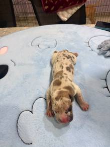 Great Dane puppies 