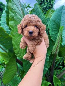 Tiny poodle with MKA 