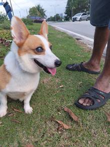 Corgi Pair Taiwan Import Champion Bloodline