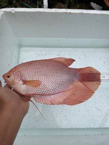 kaloi emas
