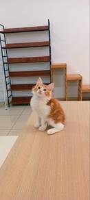 Maine coon