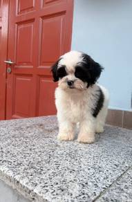 Shihpoo puppies