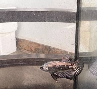 Ikan laga samurai