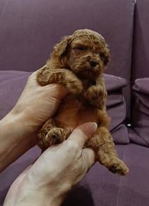 Poodle 