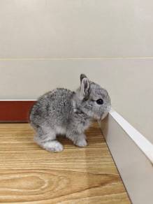 Mix Rabbit