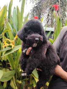 Tiny poodle