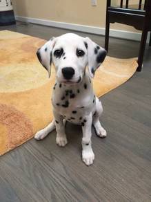 DD300 Dalmatian little cute puppies