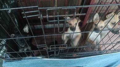 PET Adoption 