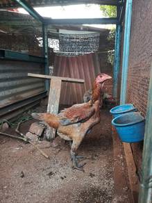 Ayam Indio gigante 