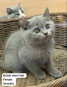 British short hair Blue