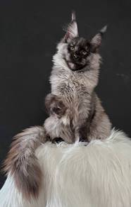 Maine Coon Girl Black Smoke