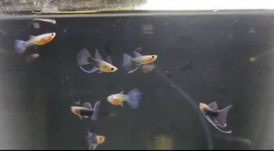 ikan guppy