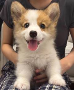 Welsh Corgi