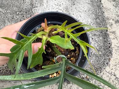 philodendron tortom variegated