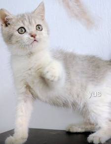 BSH kitten