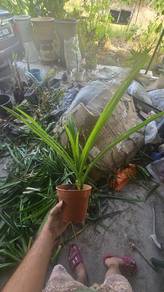 Anak pokok Pandan 