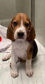 G6590 Teddy-like Beagle Pretty Tan Brow Little Pup
