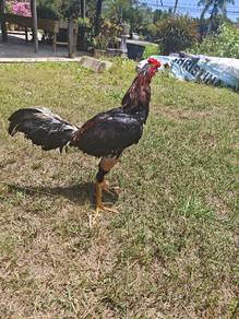 ayam pamakoy