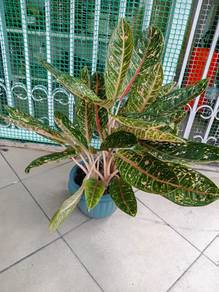 Aglaonema