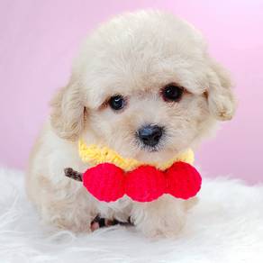 Maltipoo poodle mix maltese