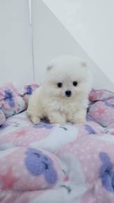 tiny pomeranian puppy