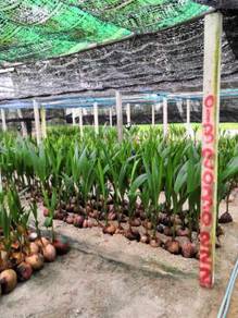 Benih kelapa Tua rambai/SGG tulen