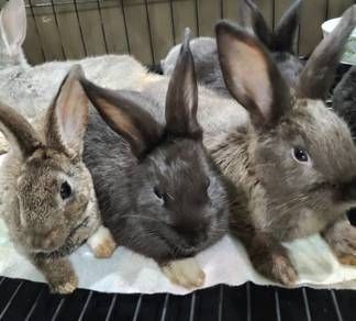 Homebred Rabbits for Sale | Healthy & Active | 