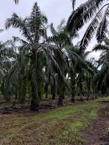 Agricultural Land in Teluk Intan, PRK