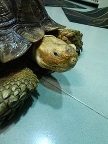 sulcata for sell 