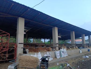 lembu korban 2026
