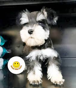 GG5522 Mini Schnauzer little cute puppies